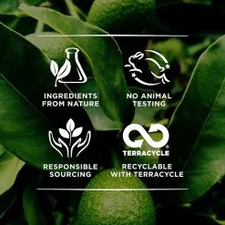 Burt's Bees Burt's Bees Lip Balm Coconut & Pear 8 Burt's Bees Burt's Bees Lip Balm Coconut & Pear -Dora butikk Y 85971